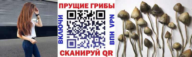 Галлюциногенные грибы MAGIC MUSHROOMS где купить Алагир